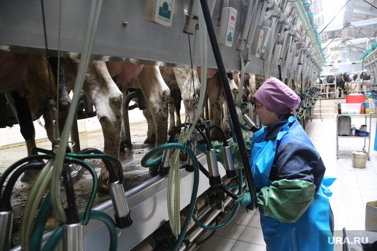Открытие молочной фермы в селе Петелино. Тюменская область, дойка коров, молочная ферма