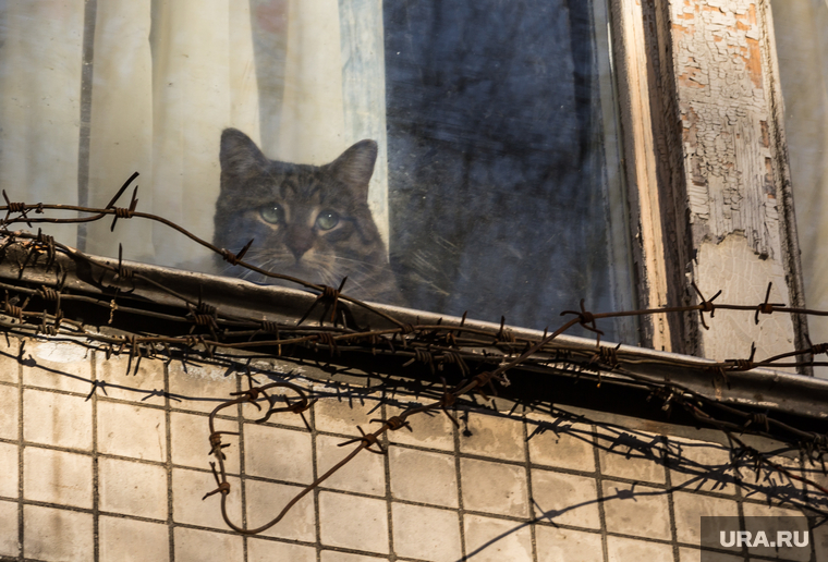 Клипарт. Москва. , колючая проволока, кошка, кот, неволя, окно