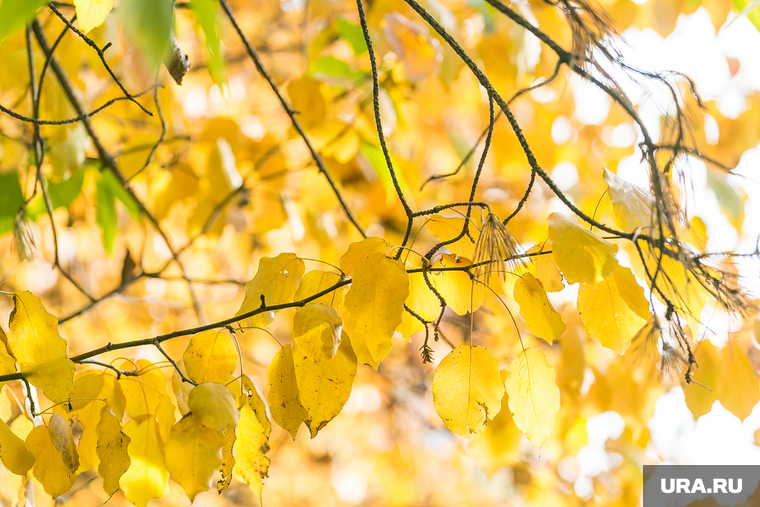 Осень. Тюмень, листья, желтые листья, природа, осень, листья желтые