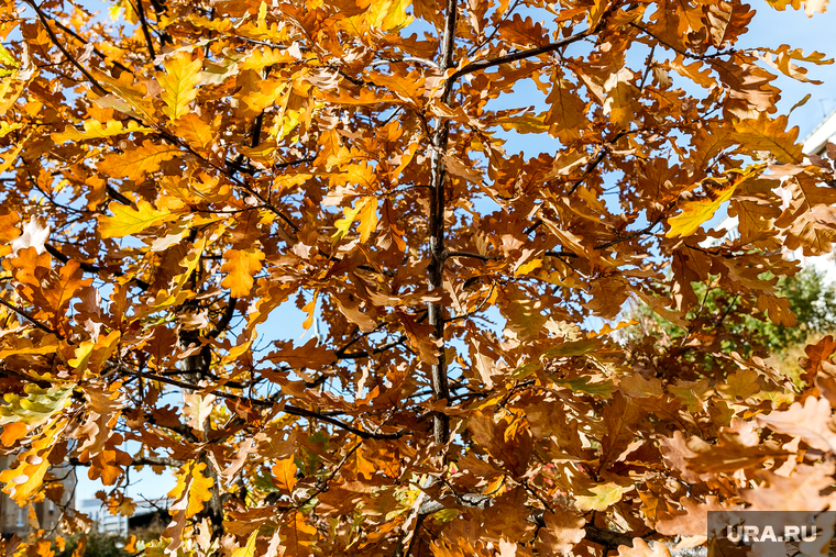 Осень. Тюмень, желтые листья, золотая осень, листья дуба