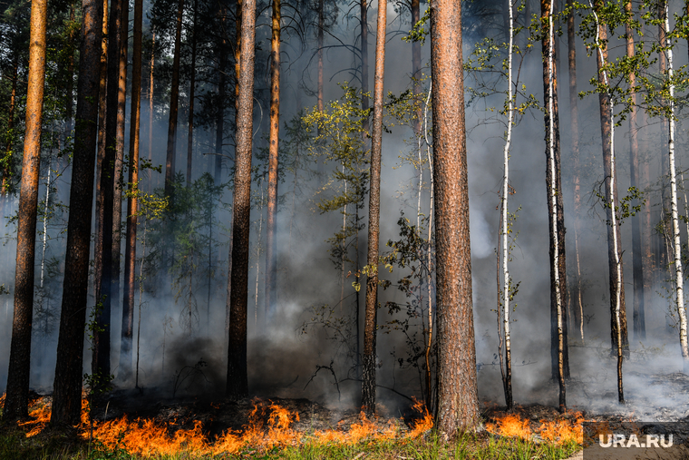 Лесной пожар на озере Глухое. Свердловская область, пожар, огонь, лес горит, лесной пожар, пожар в лесу, пожар у озера глухое