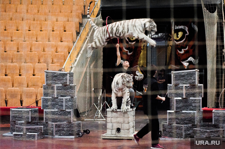Репетиция аттракциона «Белые тигры» под руководством Алисы Нестеровой и Алексея Поручаева в рамках новой программы «Шоу слонов!». Екатеринбург, цирк, животные, белые тигры