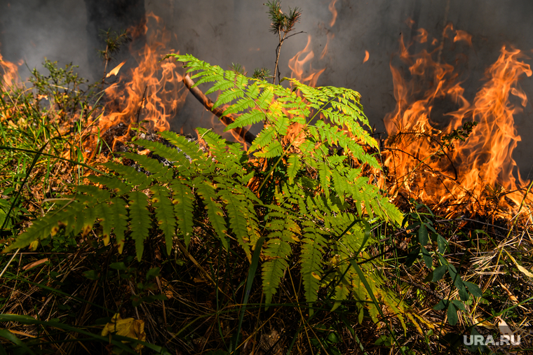 Лесной пожар на озере Глухое. Свердловская область, пожар, огонь, лес горит, лесной пожар, пожар в лесу, папоротник