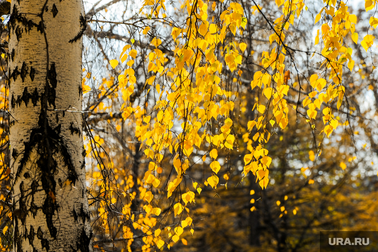 Клипарт. Осень. Челябинск, желтые листья, золотая осень, береза, осень