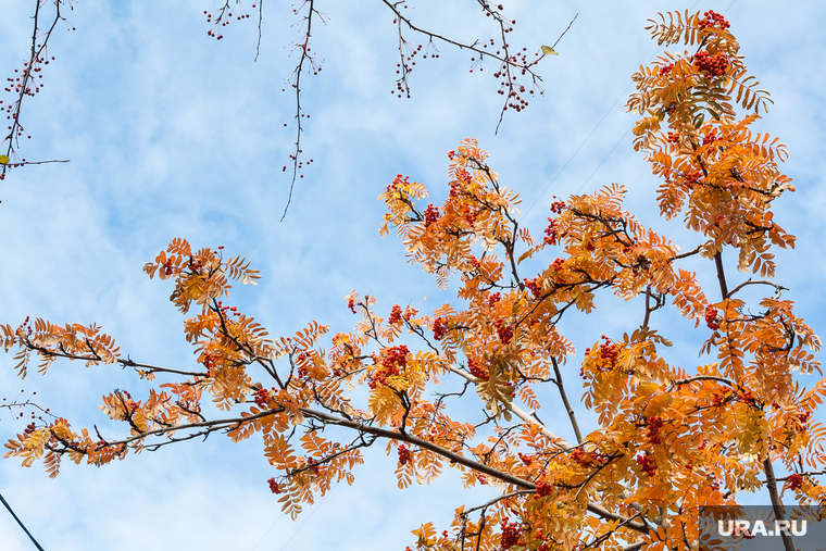 Осенний город. Тюмень, погода, листья, желтые листья, природа, осень, осенние листья