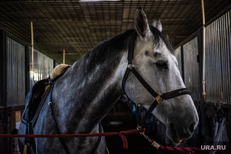 Секции конкура в конно-спортивном клубе "Белая лошадь". Екатеринбург, лошадь, конь, загон, конюшня