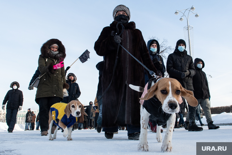 Несанкционированный митинг в поддержку оппозиционера. Екатеринбург, собаки, шествие, несанкционированная акция, домашнее животное