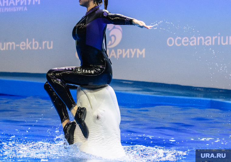 Океанариум "Дельфин". Екатеринбург, представление, дрессировщик, белуха, океанариум дельфин