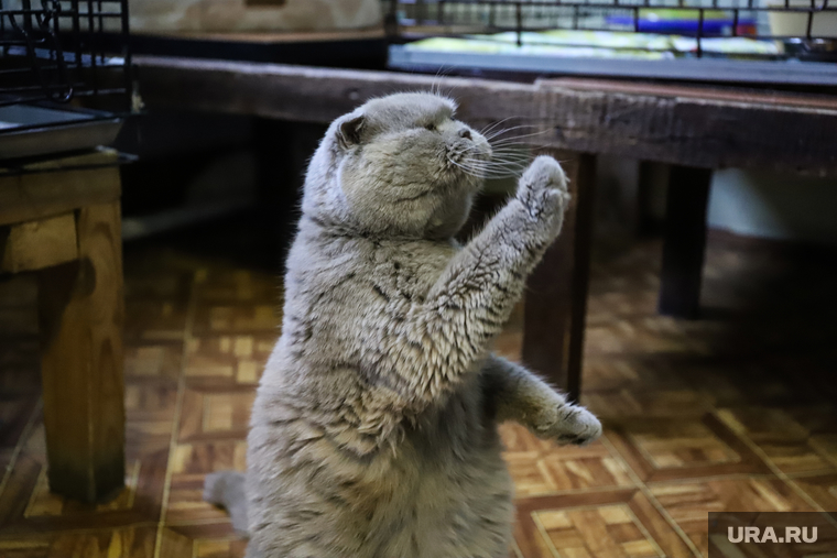Приют животных. Екатеринбург, кошка, кот, питомец, приют животных