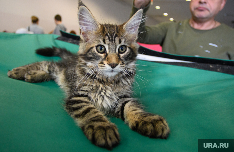В ХМАО продают кота за миллион рублей