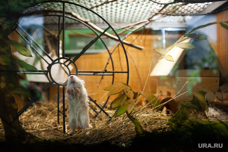 Новая экспозиция мелких зверей с разных частей света в Екатеринбургском зоопарке, зоопарк, грызун, экспозиция мелких зверей, крыса