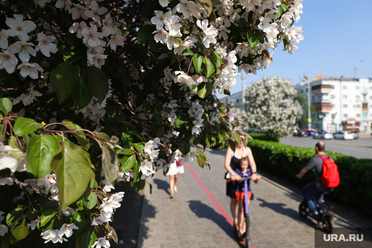 Весна в городе. Екатеринбург, цветение, весна, цветущие деревья