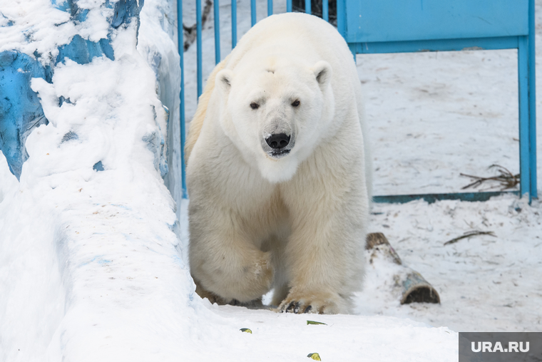 Белый медведь Умка в Екатеринбургском зоопарке. Екатеринбург, белый медведь, белый медведь умка