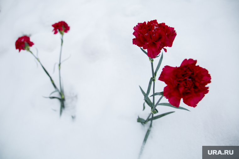 Территория СКРУ-3 ПАО Уралкалий. Соликамск , снег, гвоздики, цветы на снегу