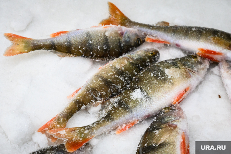 Профилактическая акция «Тонкий лед» на озере Шарташ. Екатеринбург, зимняя рыбалка, улов, окунь, рыба, рыбалка