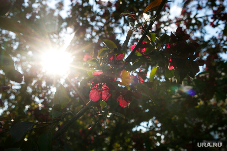 Яблони цветут. Тюмень, солнце, весна, яблони цветут, яблони