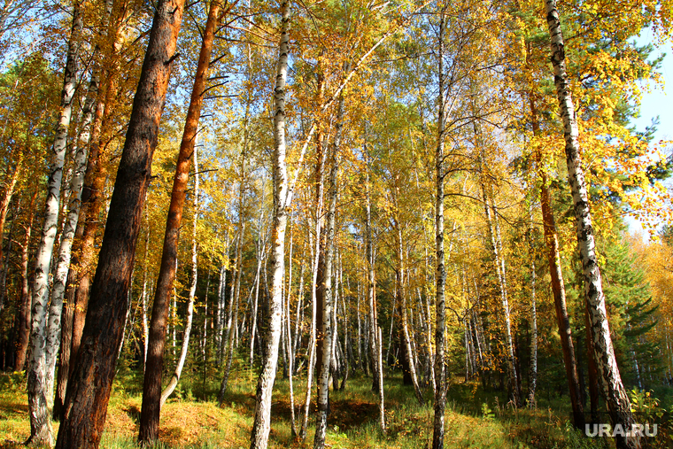 Осенняя природа, разное
Курган, осенний лес