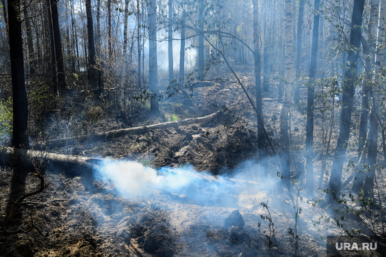 Пожар под Рефтинским. Свердловская область, сгоревший лес, лесной пожар, лесные пожары, лес после пожара