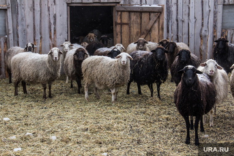 Сельхозпредприятие «Росток». Магнитогорск, овцы, бараны, животноводство