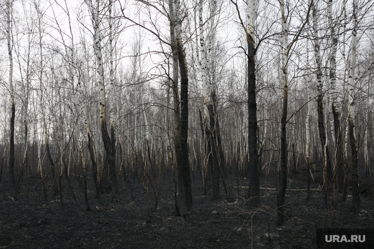 Последствия лесного пожара у посёлка Богандинский. Тюмень , лесной пожар, последствия пожара, пожар в деревне