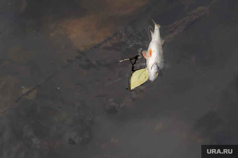 Виды Екатеринбурга, загрязнение, рыбалка, мертвая рыба, мор, экология