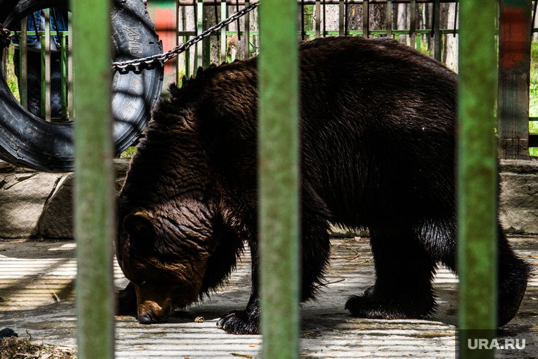 Виды Екатеринбурга, зоопарк, животное в клетке, медведь
