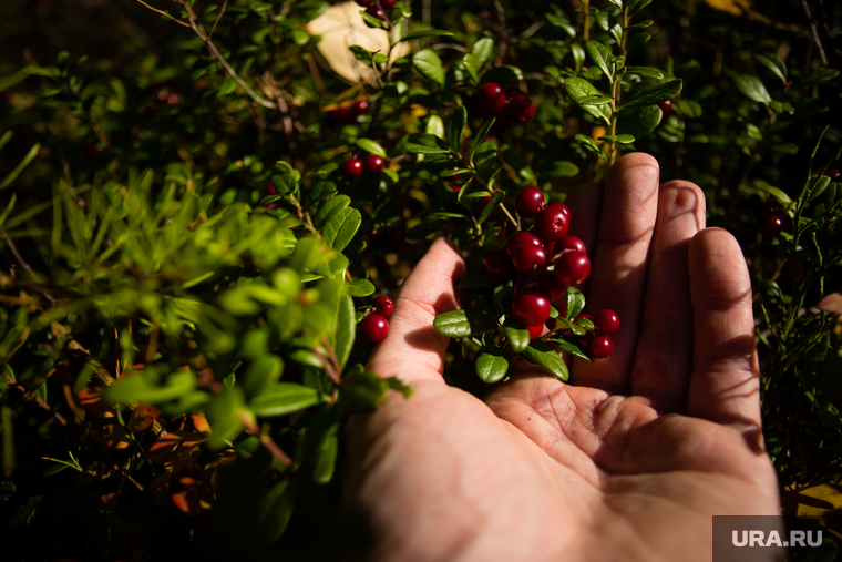 Природа Сургутского района. Сургут
, дикоросы, брусника, сбор ягод, ягоды в руке