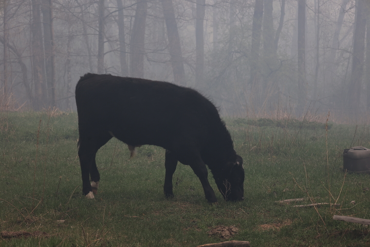 Пожар в Чистопрудном. Курган, пожар, корова, лесные пожары, дым, туман, чистопрудное
