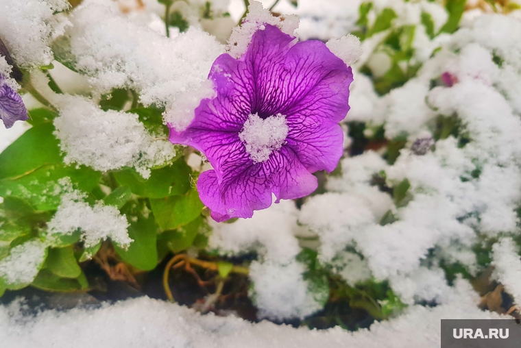 Первый снег. Курган , заморозки, первый снег, цветы