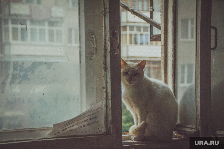 Чебаркуль. Челябинская область
, кошка, бездомные животные, окно