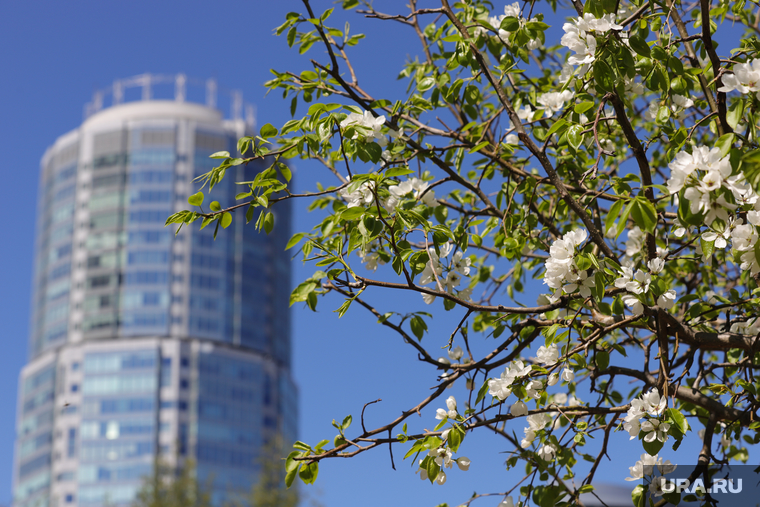 Цветущие деревья в городе. Екатеринбург, весна, цветущие деревья