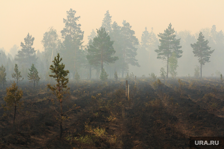 Верховые пожары в поселках Джабык и Запасное. Челябинская область, дым, сосны, лесной пожар