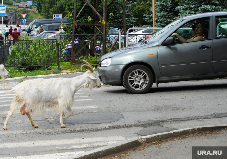 Виды Нязепетровска. Челябинская область, пешеходный переход, перекресток, козы, домашние животные, город, встречное движение