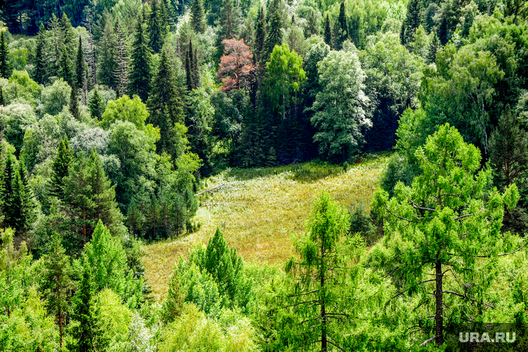 Национальный парк «Зигальга» и «Зюраткуль». Поселок Тюлюк. Челябинская область, лес, поляна, заповедник, природа, тайга