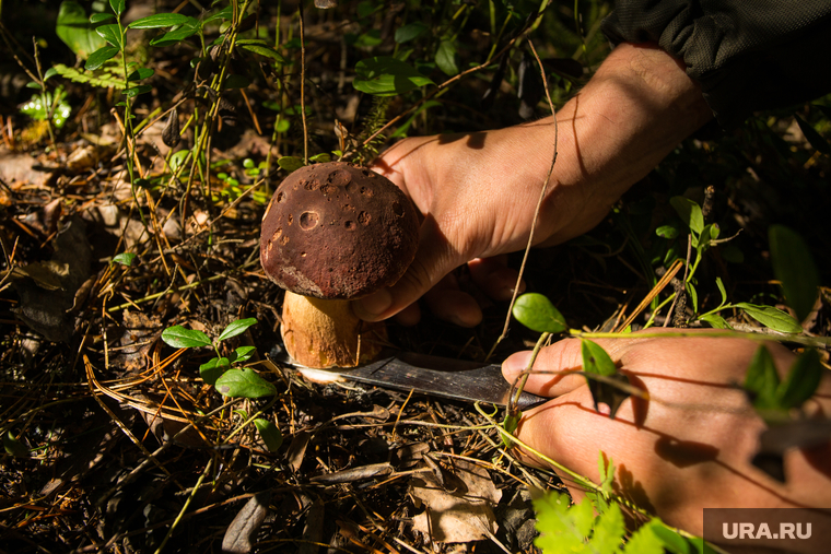 Кухня КМНС. Сургут, грибы, дикоросы, сбор грибов