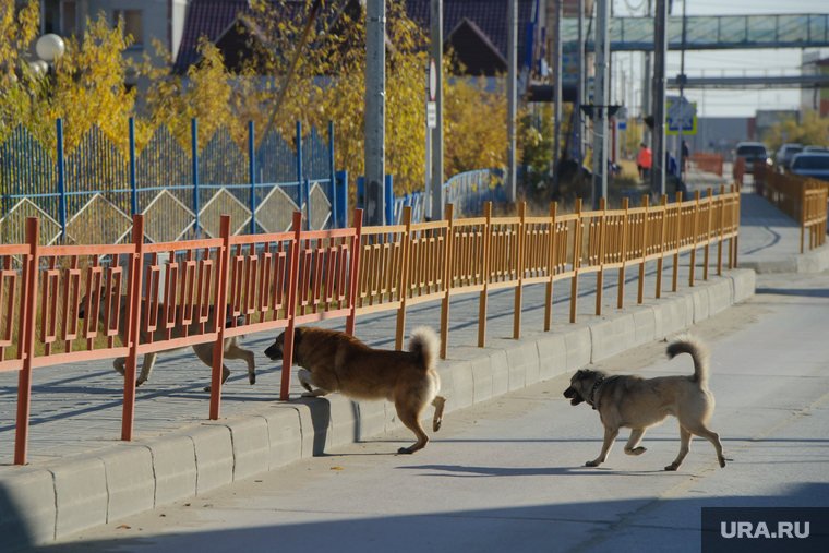 Поселок Тазовский, Новый Уренгой, Ямало-Ненецкий автономный округ, тротуар, бездомные животные, проезжая часть, бродячие собаки, стая собак