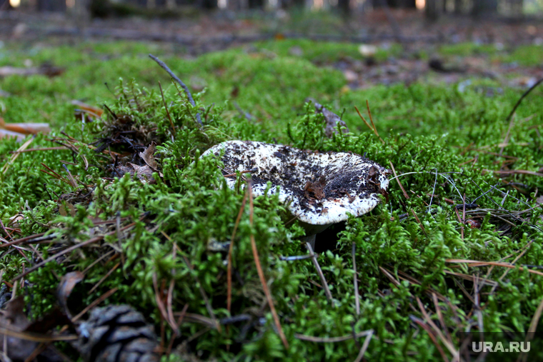 Осенняя природа, разное
Курган, грузди, грибы