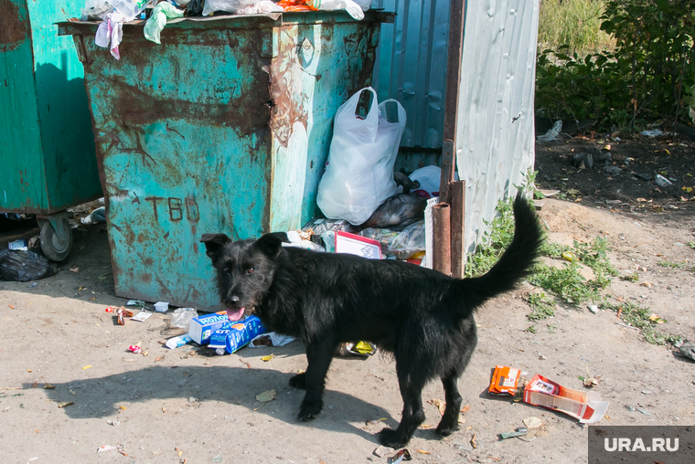 Клипарт, разное. Курганская область, бездомная собака, мусорный контейнер, помойка