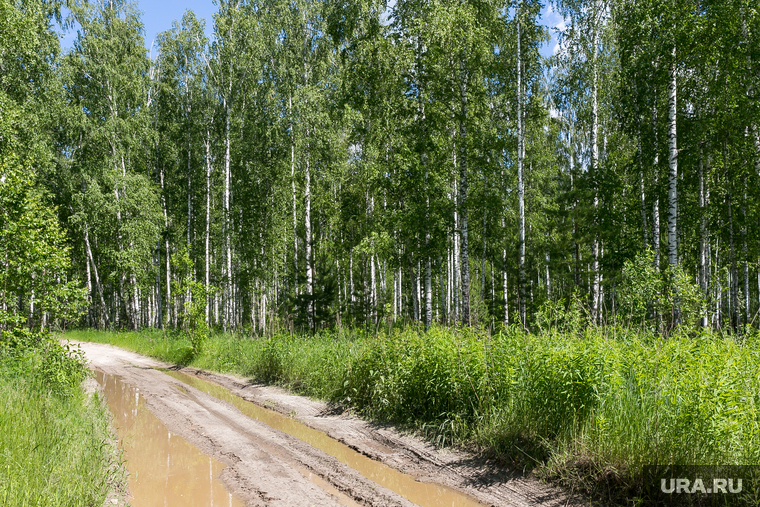 Лес. Тюмень, лес, лесная дорога, лето, березы, природа, березовая роща