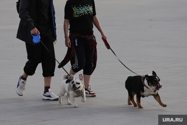 Собаки на улицах. Екатеринбург, собаки