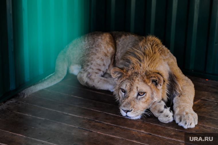 Приют диких животных «Спаси меня» Карена Даллакяна. Челябинск, лев, зоопарк, приют животных, симба, львенок