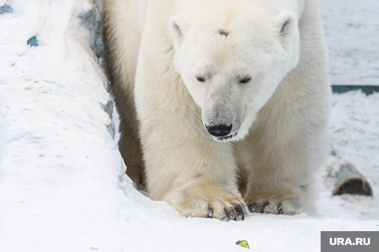 Polar Bear автомобиль