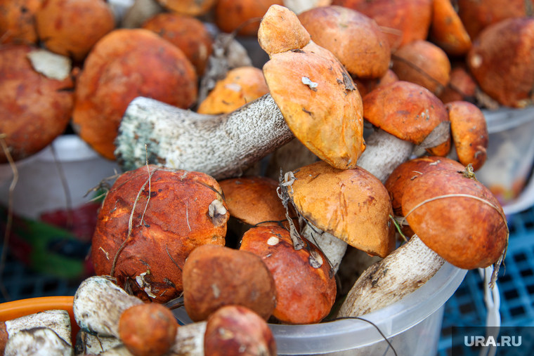 Грибы. Тюмень, грибы, продажа грибов, белые грибы
