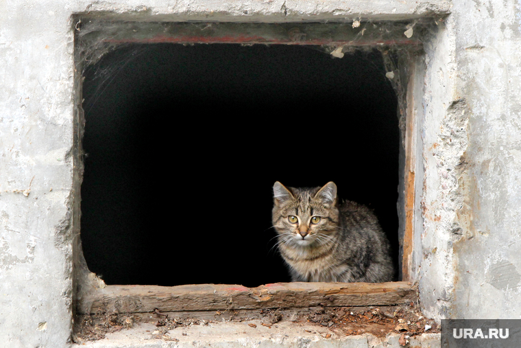 Фото - разное
Курган, котенок, окно в подвал