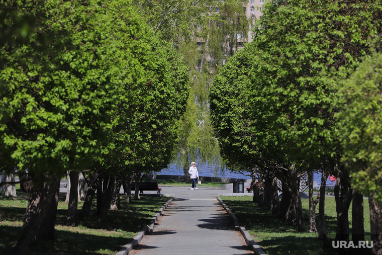 Цветущие деревья в городе. Екатеринбург, аллея, весна, цветущие деревья