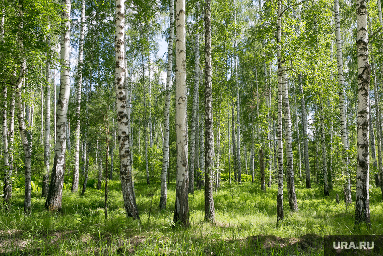 Лес. Тюмень, лес, лето, березы, природа, березовая роща
