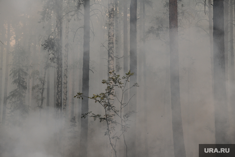 Лесной пожар на озере Глухое. Свердловская область, дым, последствия пожара, лес в дыму