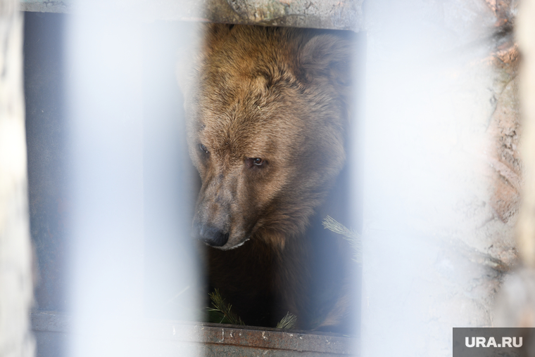Медведи в Екатеринбургском зоопарке. Екатеринбург, зоопарк, животное в клетке, медведь