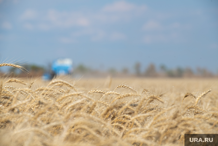 Уборка зерновых в Херсонской области. Херсон, пшеница, зерно, сельское хозяйство, херсон, уборка зерна