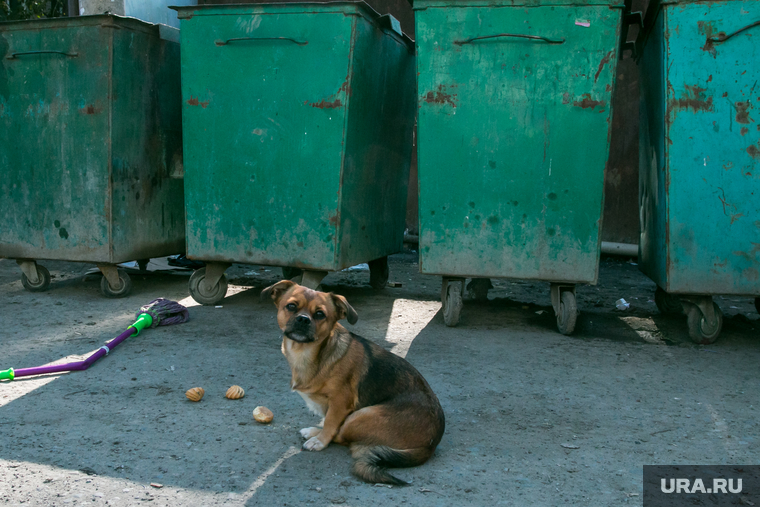 Бездомная собака. Курган, собака, мусорные контейнеры, бездомные животные, пес, бездомная собака, помойка
